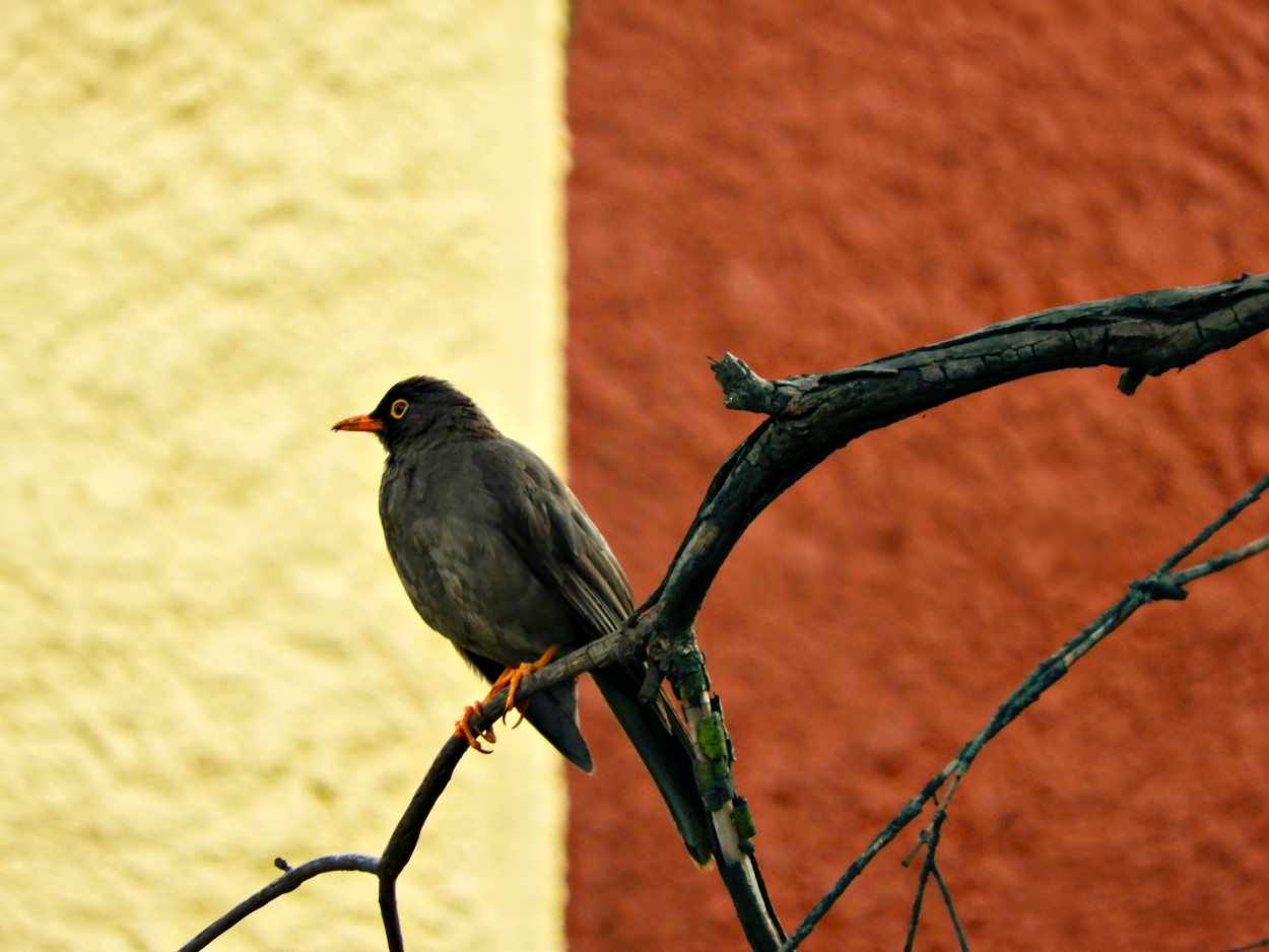 "Tarde de pajaros" de Ana Maria Walter