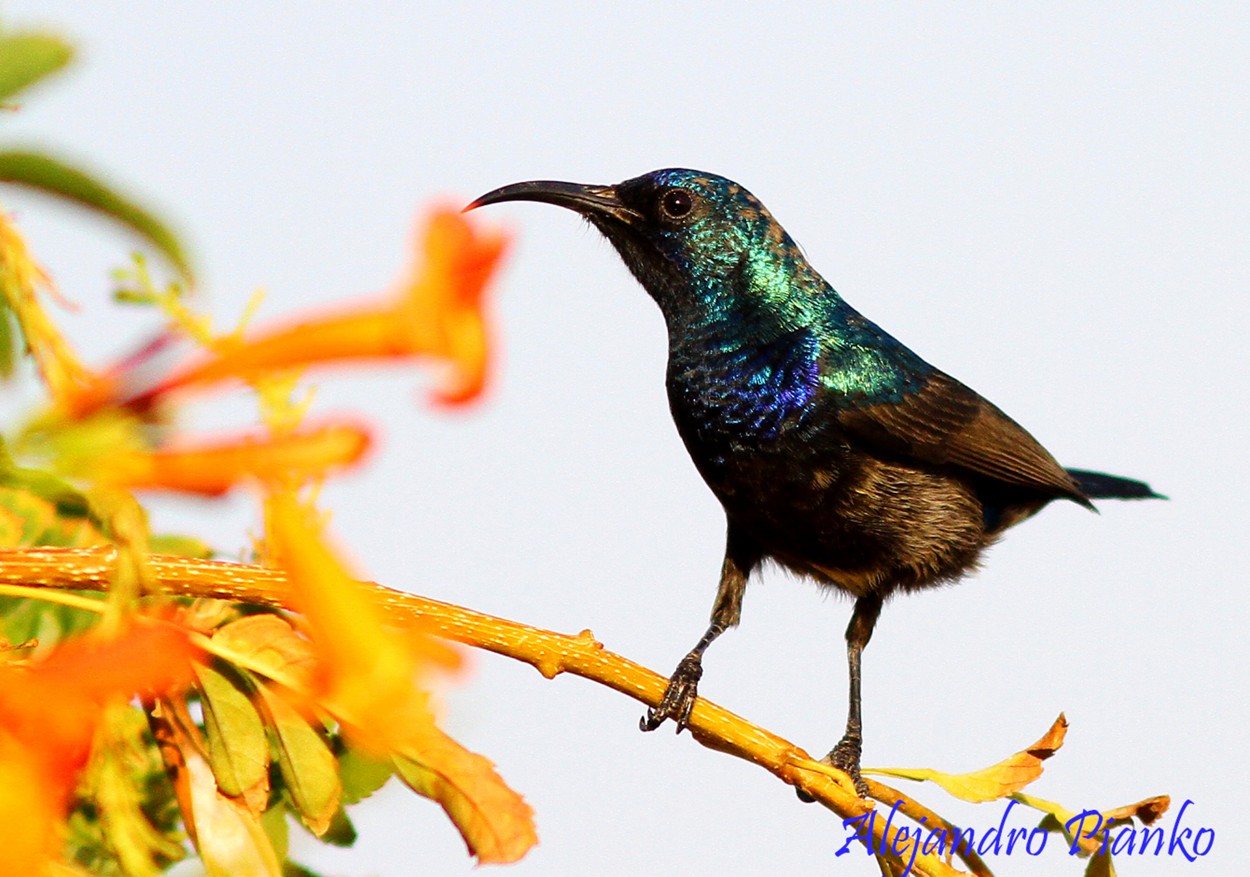 "Colibri" de Alejandro Pianko