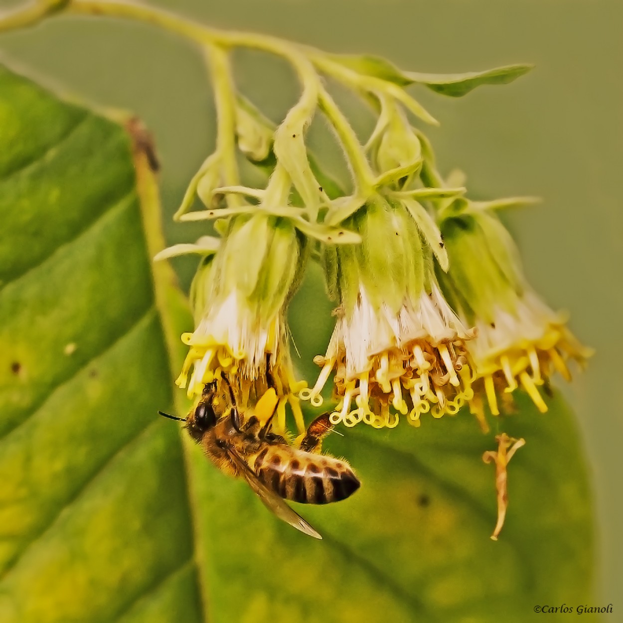 "Abeja y flores" de Carlos Gianoli