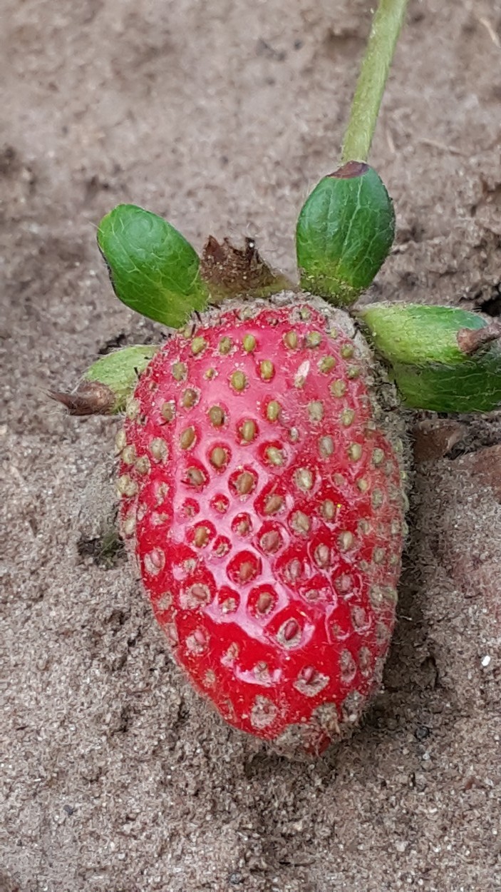 "La Frutilla Del Postre..." de Matias Etchegaray