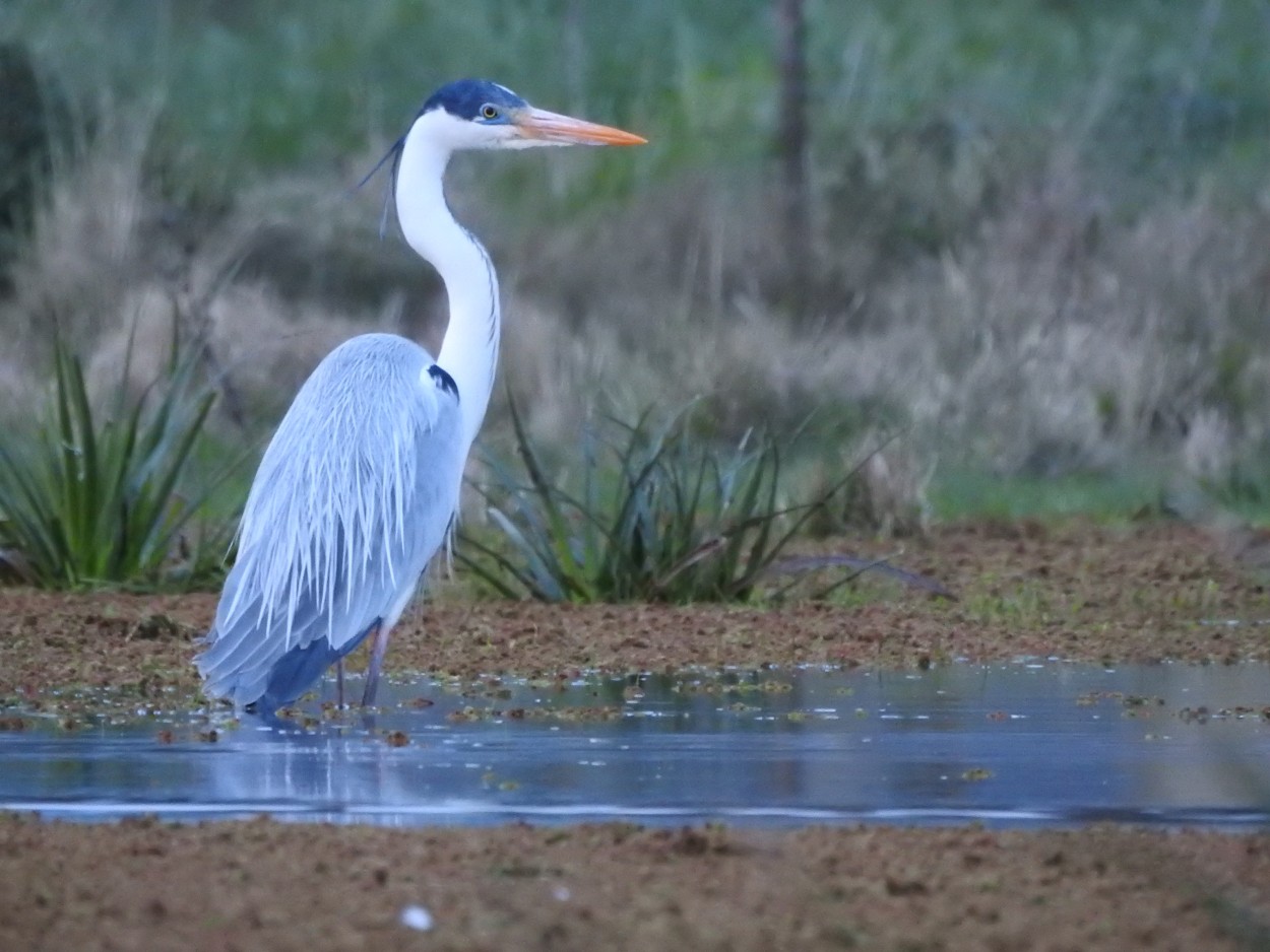 "Garza Mora" de Leonardo Z