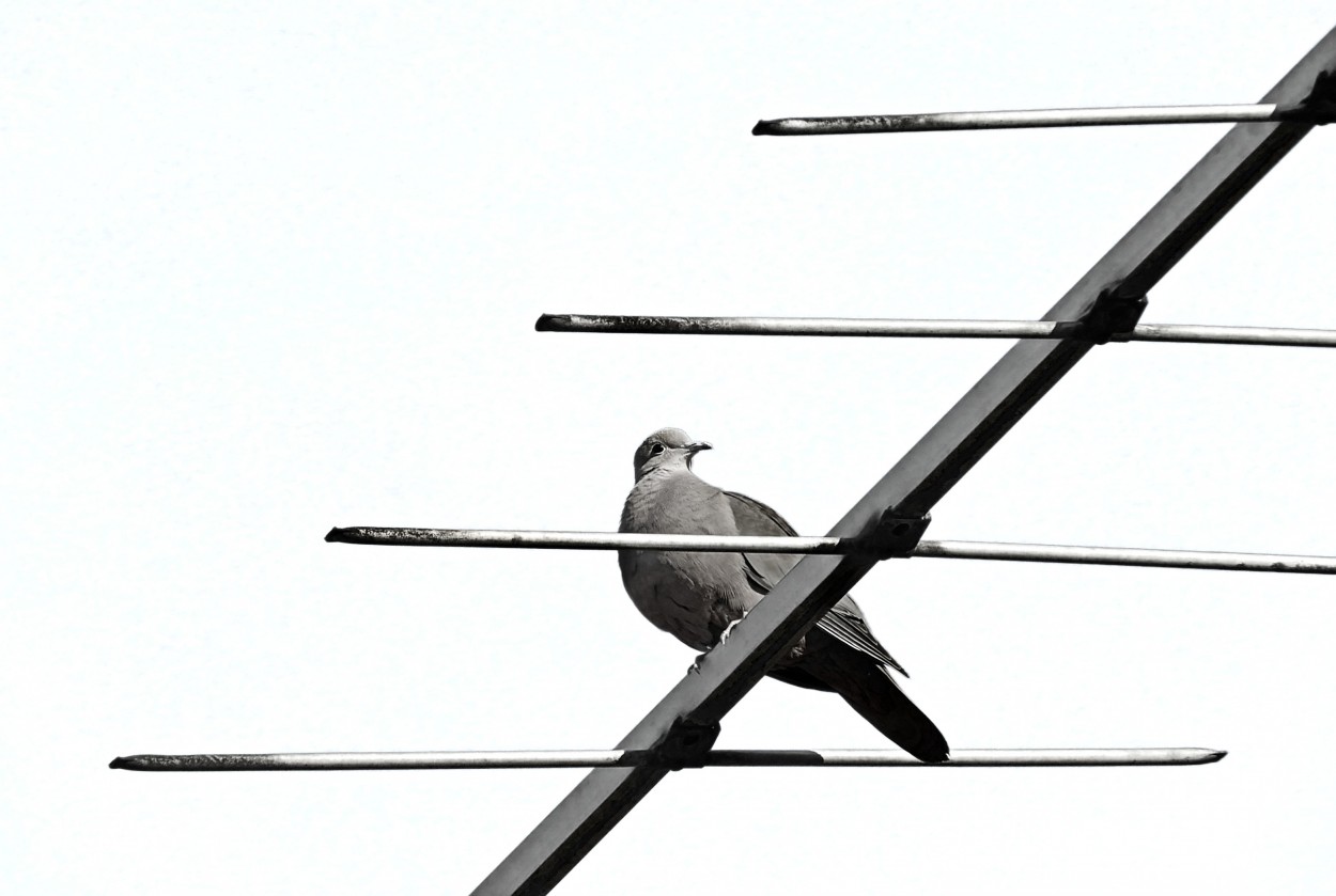 "La antena." de Ana Maria Walter