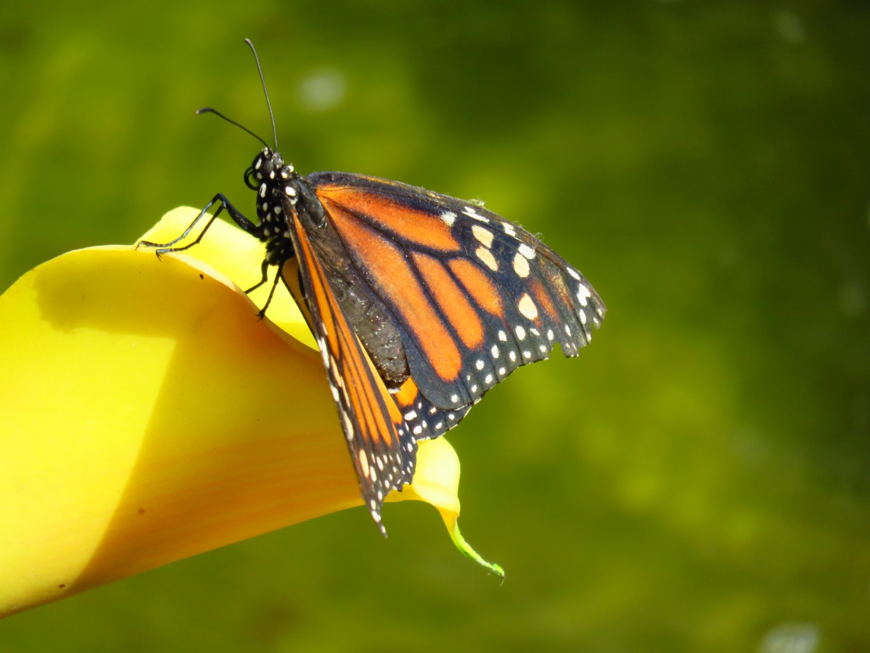 "Mariposa" de Alejandro Pianko