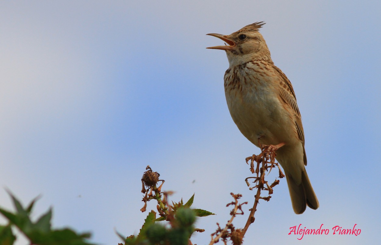 "Cogujada comn (Galerida cristata) , crested lark" de Alejandro Pianko