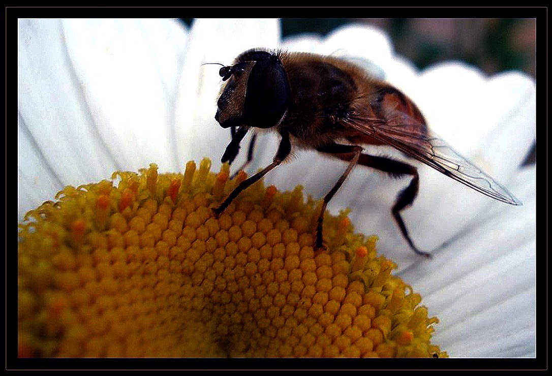 "En La Flor" de Mascarenhas Cmara. Juan de Brito