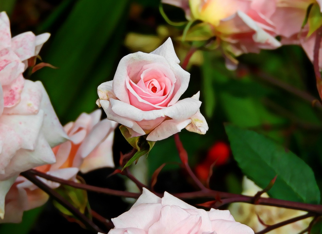 "Maana en rosa." de Ana Maria Walter