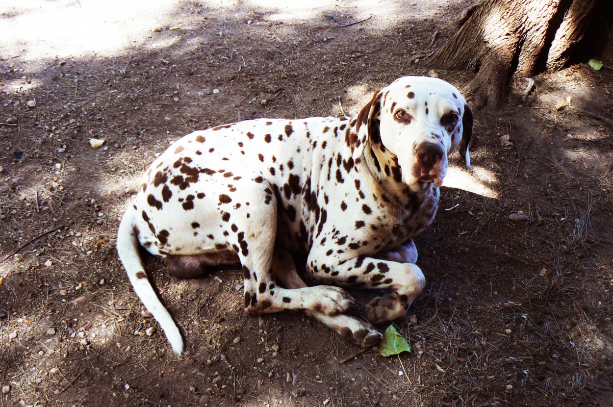 "Dalmata" de Gustavo Hernan Herrera