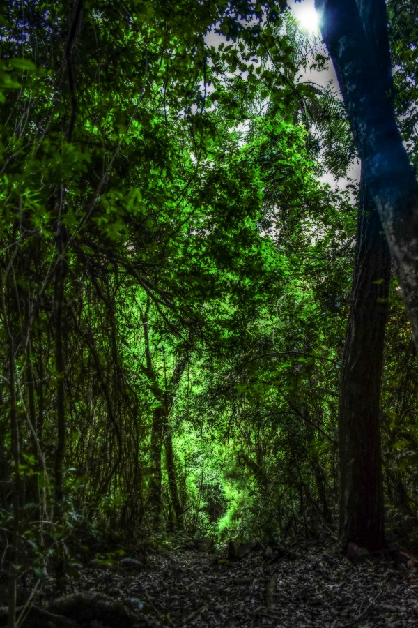 "El sendero" de Adriana Claudia Gallardo