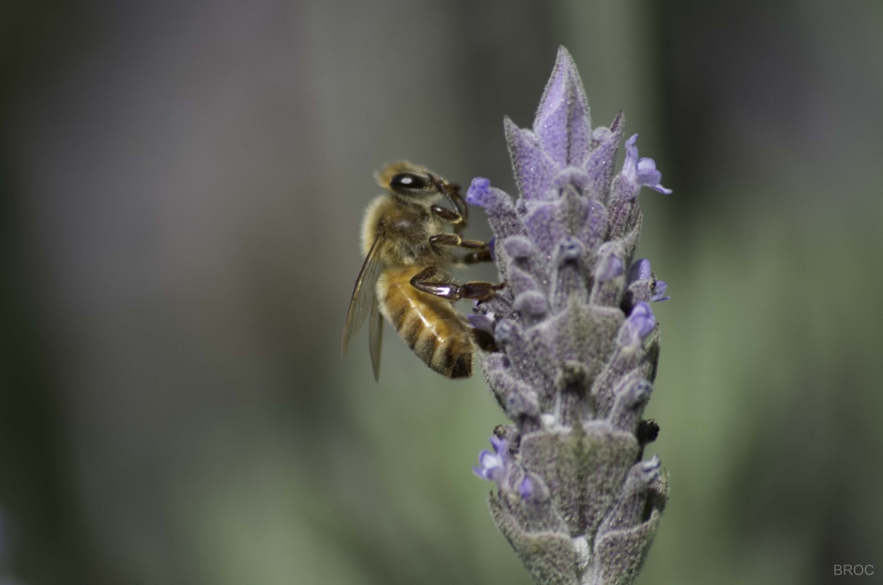 "Abeja entre la lavanda" de Benjamn Ricardo Olivares Capelle