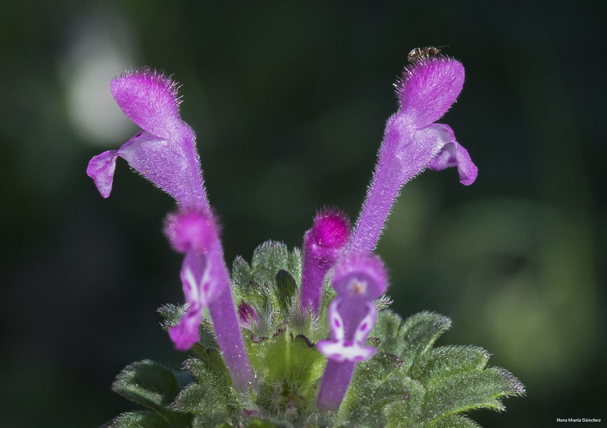 "Flor silvestre" de Nora Maria Sanchez