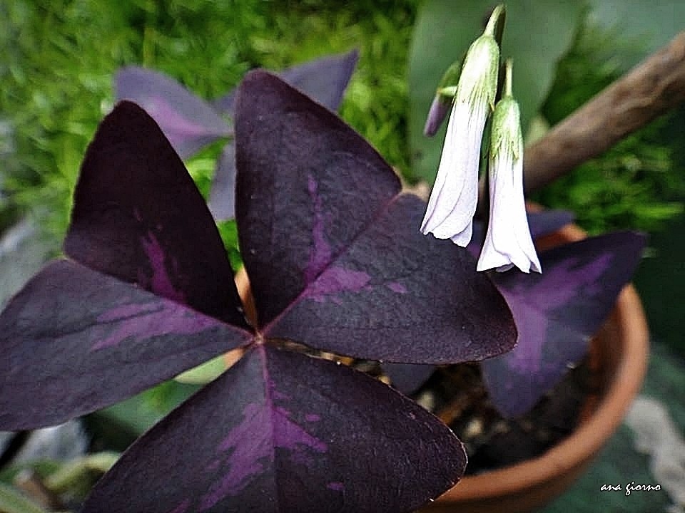 "Oxalis triangularis" de Ana Giorno