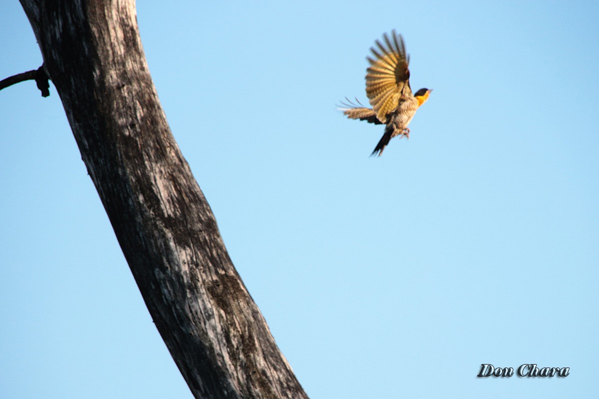 "Carpintero campestre en vuelo" de Maximo Alberto Chara