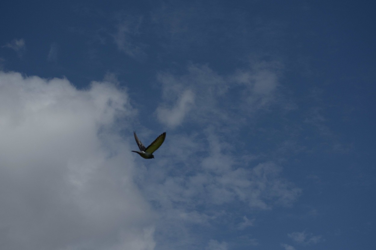 "SI SER LIBRE ES SER AVE,QUIERO SER AVE" de Denis Eduardo Mazzei Lavega