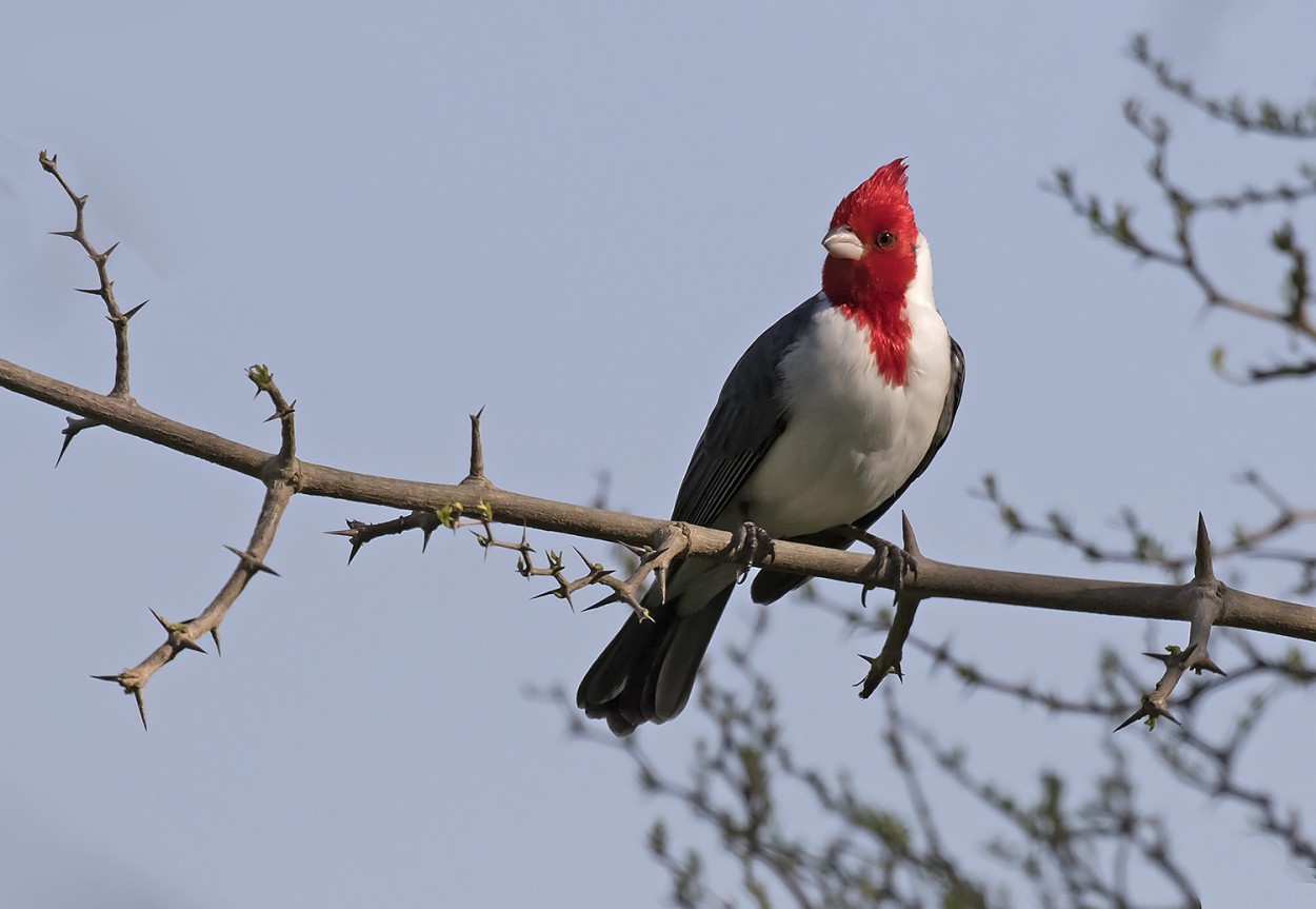 "cardenal" de Edith Polverini