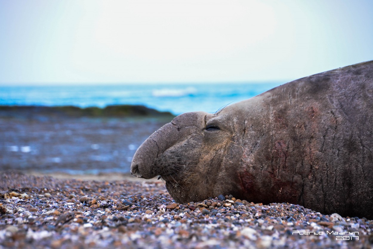 "Elefante Marino Puerto Madryn" de Leonardo Jurado