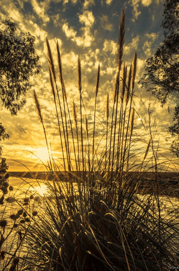 "Sueo dorado del sol..." de Telma Pereyra