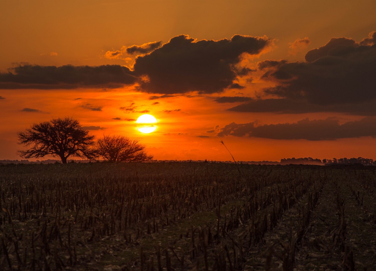 "`Atardecer en el campo`" de Mariana Vargas