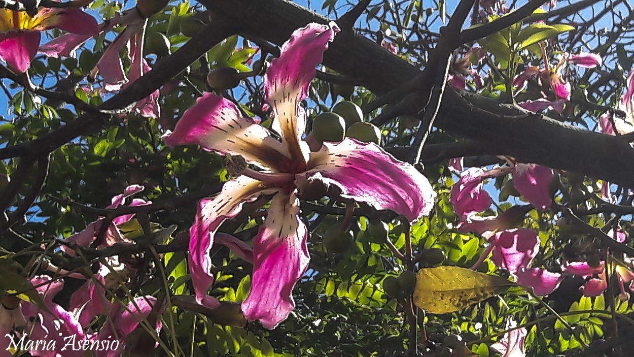 "Flor" de Maria Alejandra Asensio