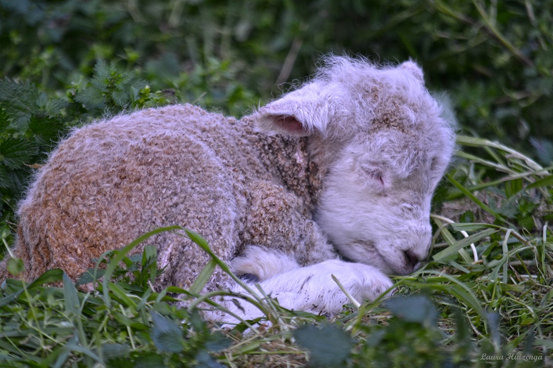 "Durmiendo una siesta" de Laura Noem Huizenga