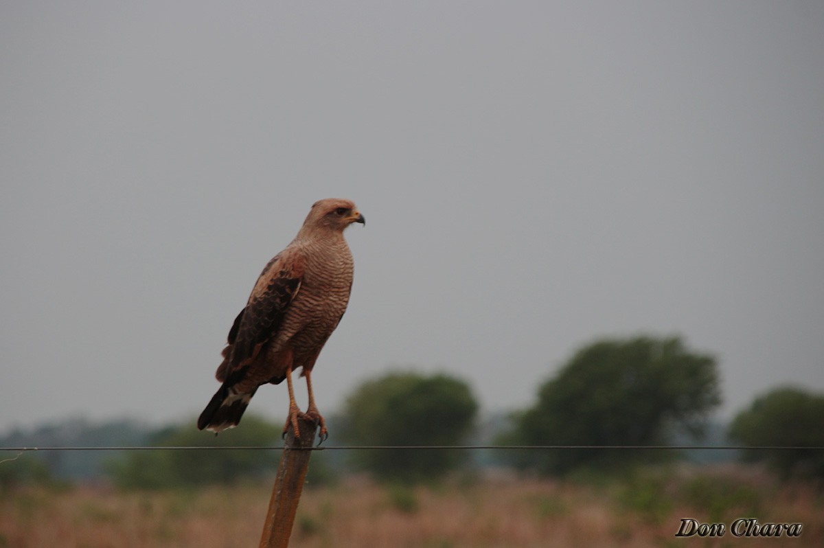 "El Aguilucho" de Maximo Alberto Chara