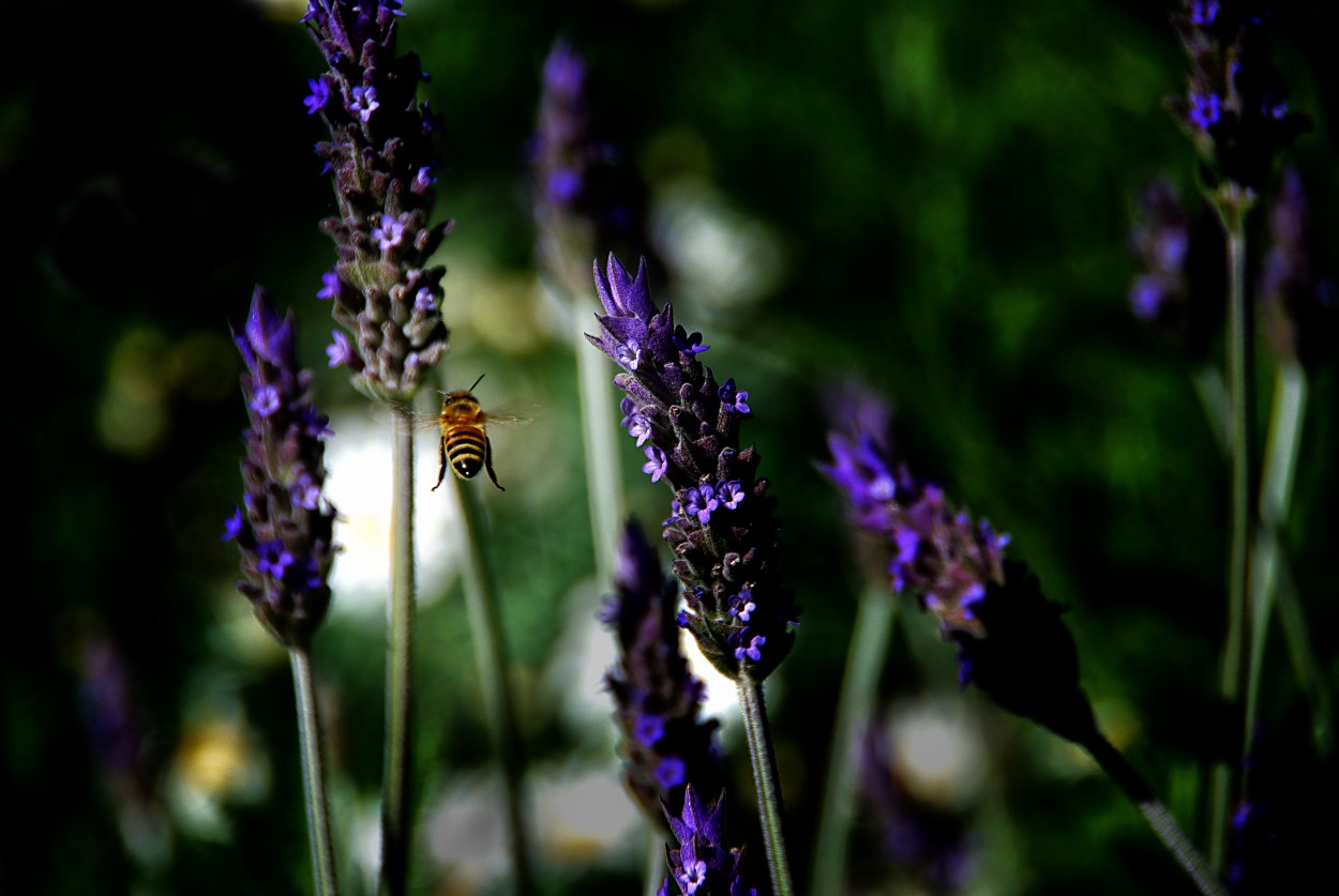 "Una abeja en la lavanda" de Juan Carlos Barilari