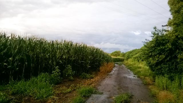 "`Lluvia de verano`." de Fernanda Lombardini