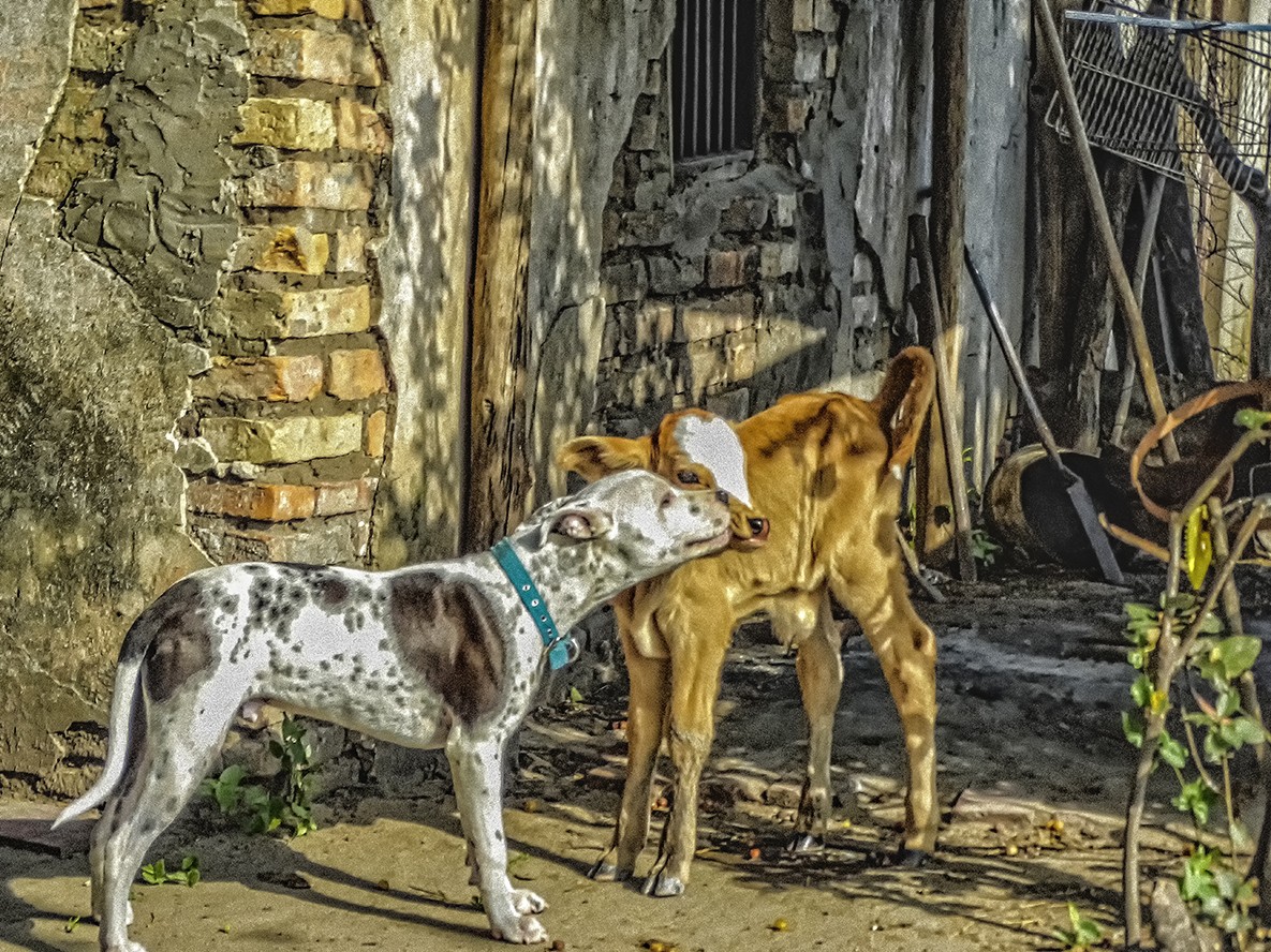 "Extraos Amigos" de Ruperto Silverio Martinez