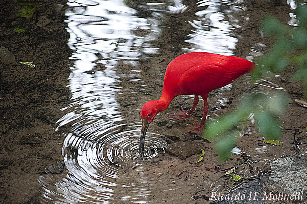 "Belleza natural" de Ricardo H. Molinelli