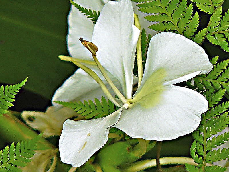 "Orqudea A" de Ruperto Silverio Martinez