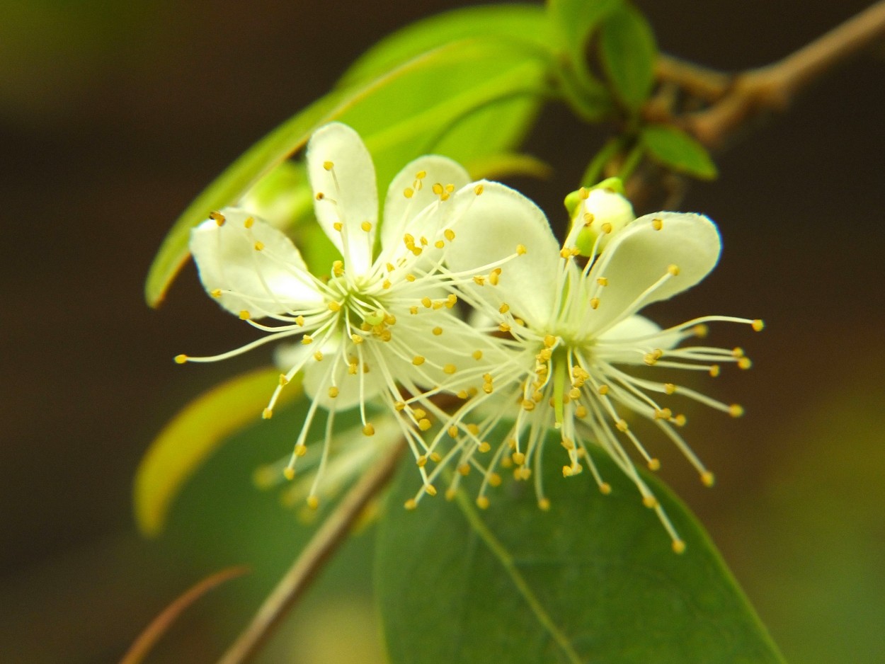 "Flores de Eugenia uniflora" de Juan Fco. Fernndez