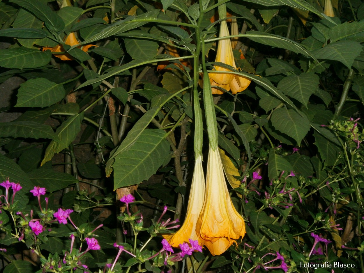 "Floripondio" de Luis Blasco Martin