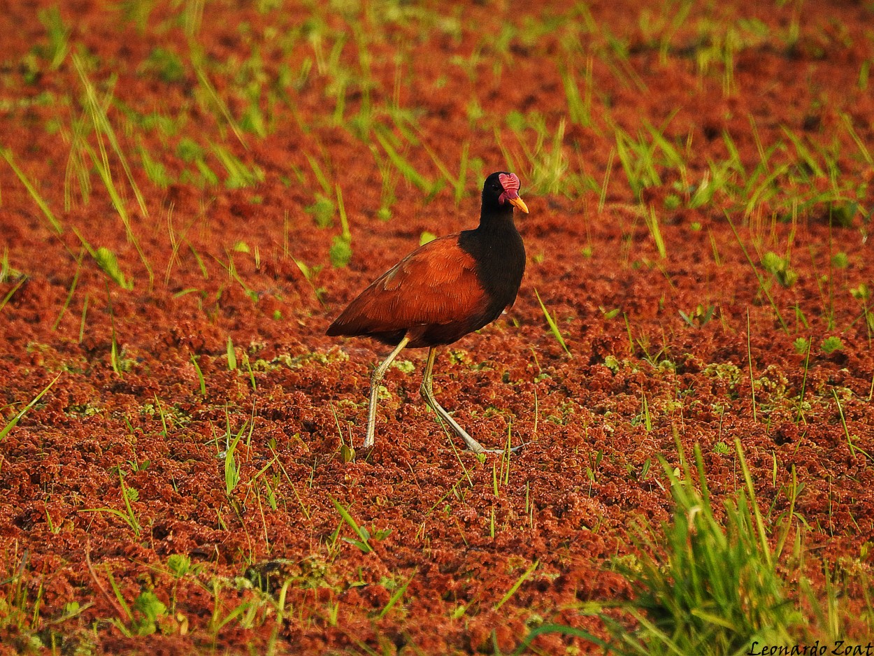 "Jacana" de Leonardo Z