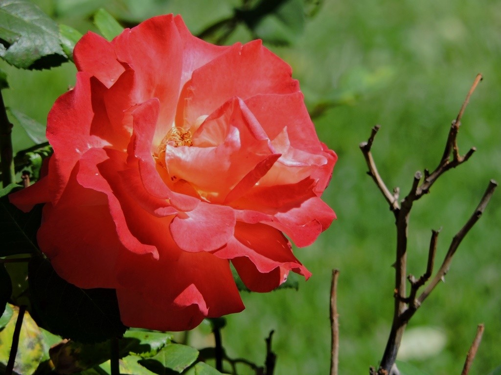 "Reina del jardn" de Raquel Pucheta