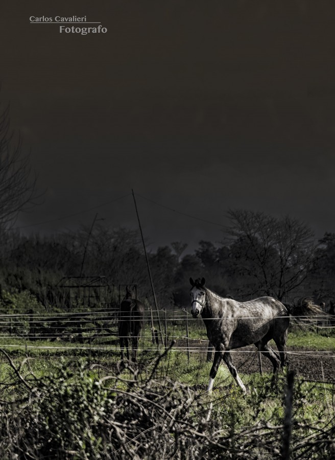 "Campo 22" de Carlos Cavalieri