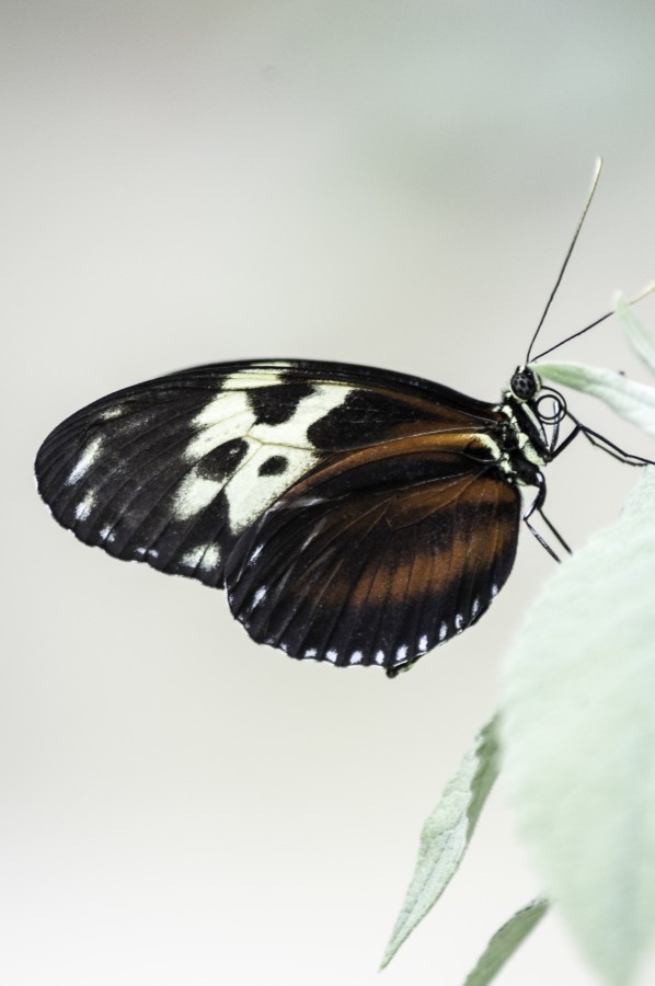 "Transformacion..." de Ovidio Alberto Arenas