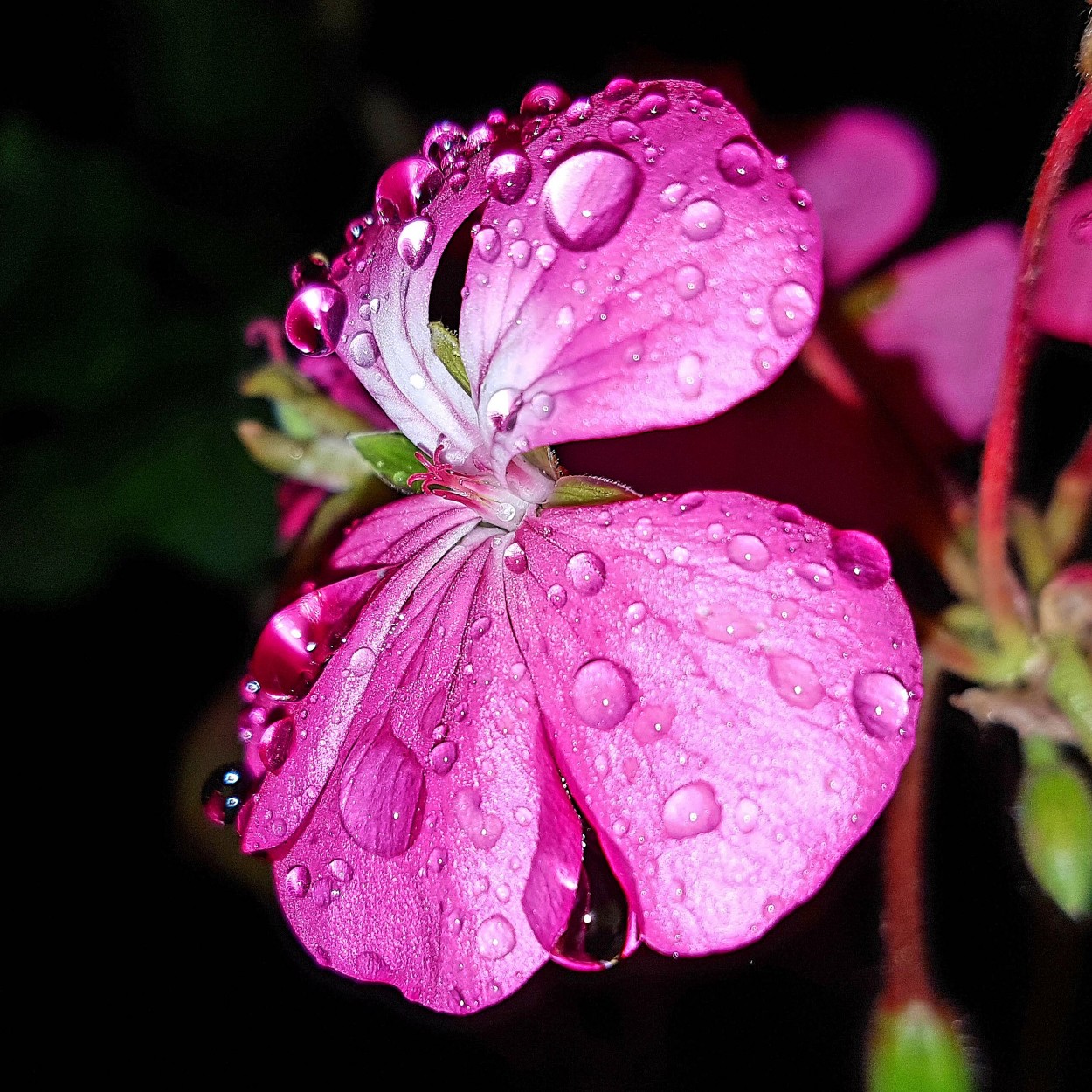 "Lluvia de primavera" de Csar Tejeda