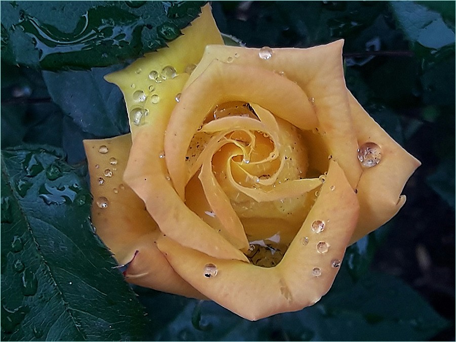 "Lluvia de primavera" de Ruben Perea