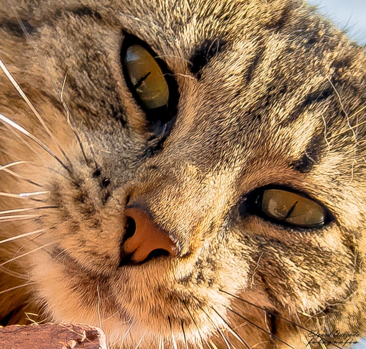 "felino" de Edgard Enrique Quezada