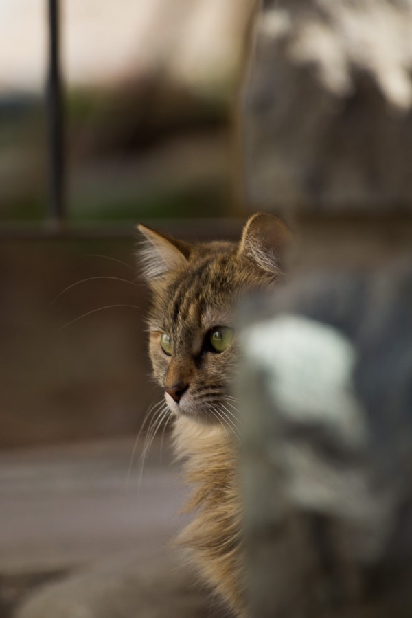 "Mirada" de Daiana Da Rosa