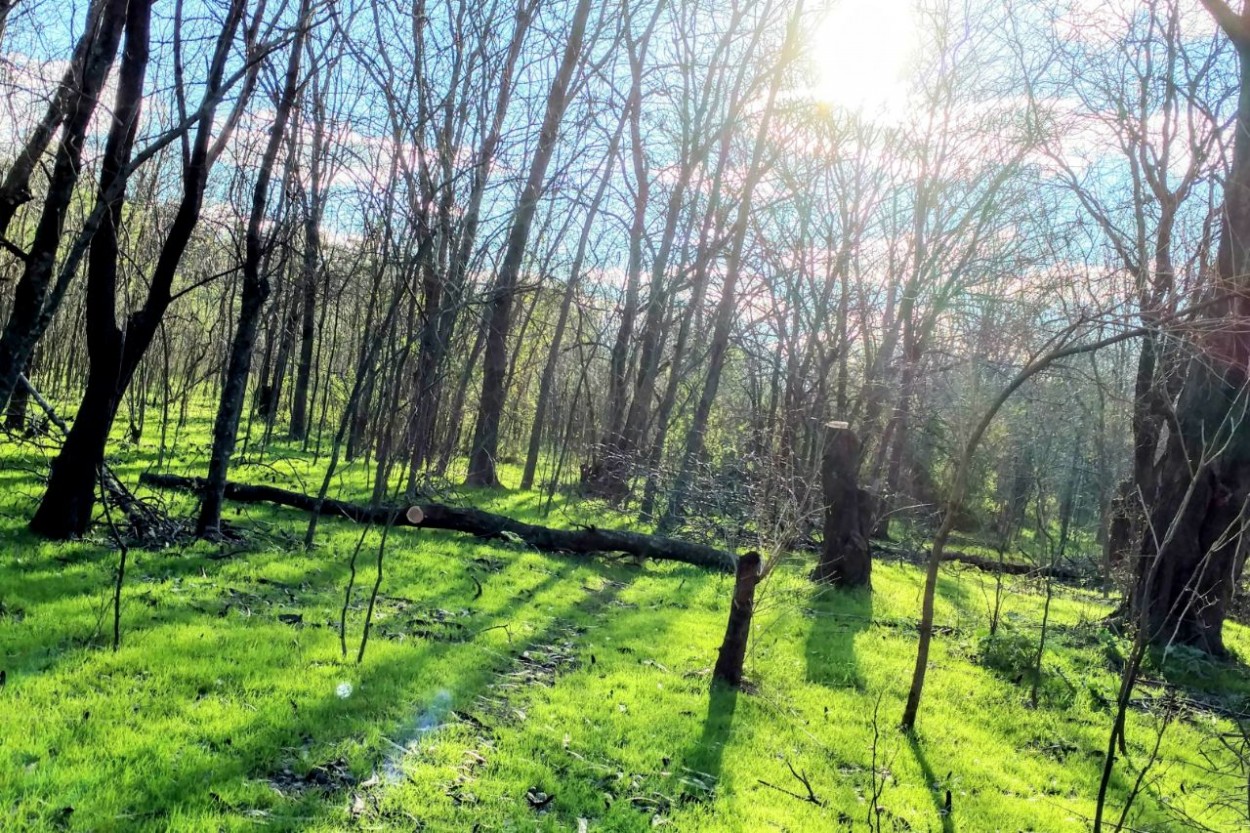 "Bosque oculto" de Hernn Suarez