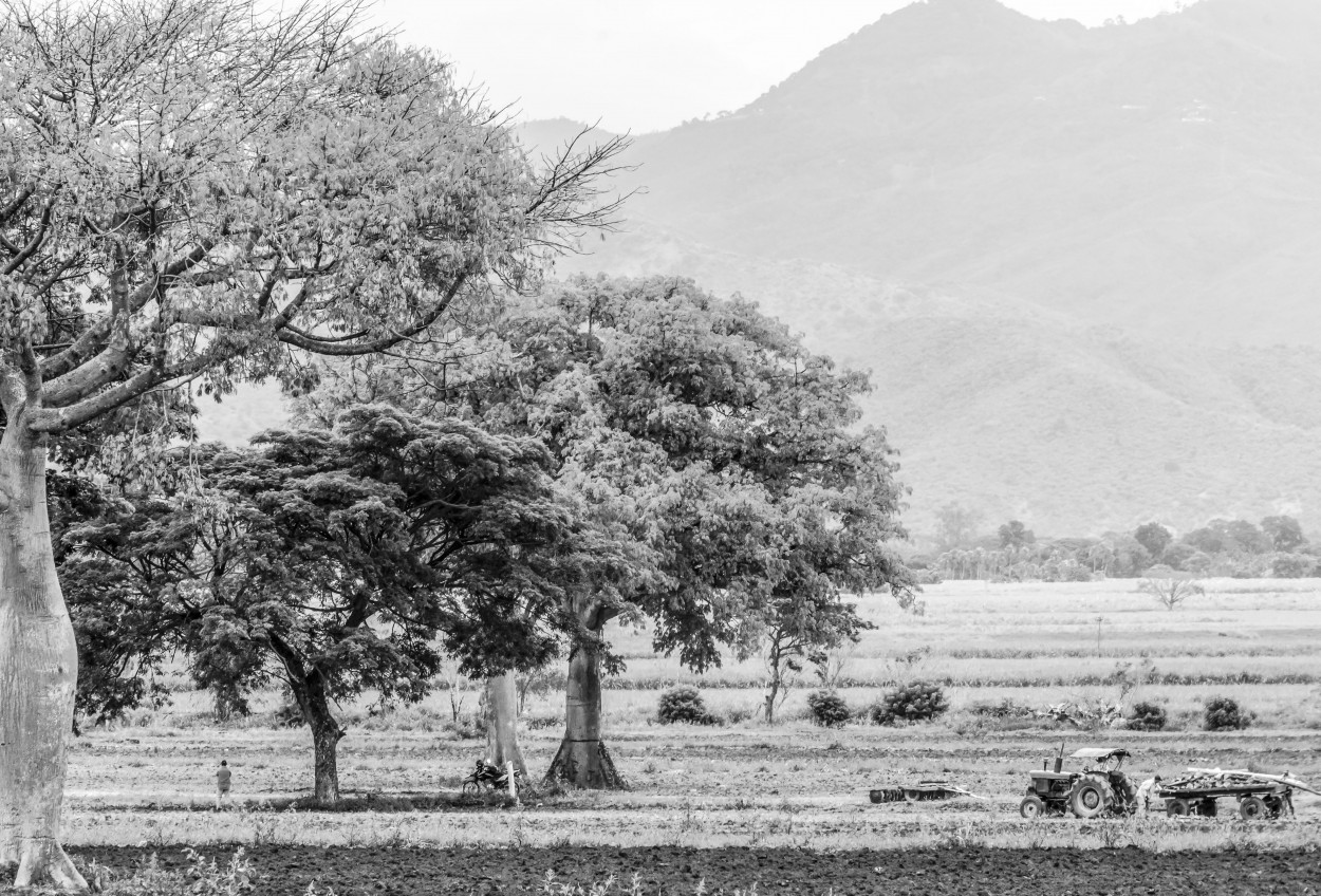 "Cultivando la esperanza" de Ovidio Alberto Arenas