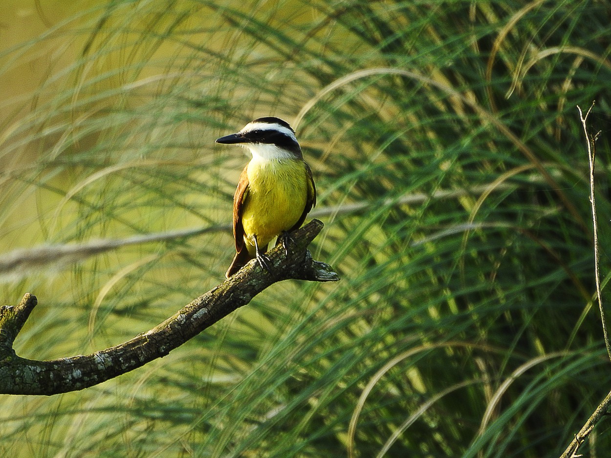 "Bicho lindo" de Leonardo Z