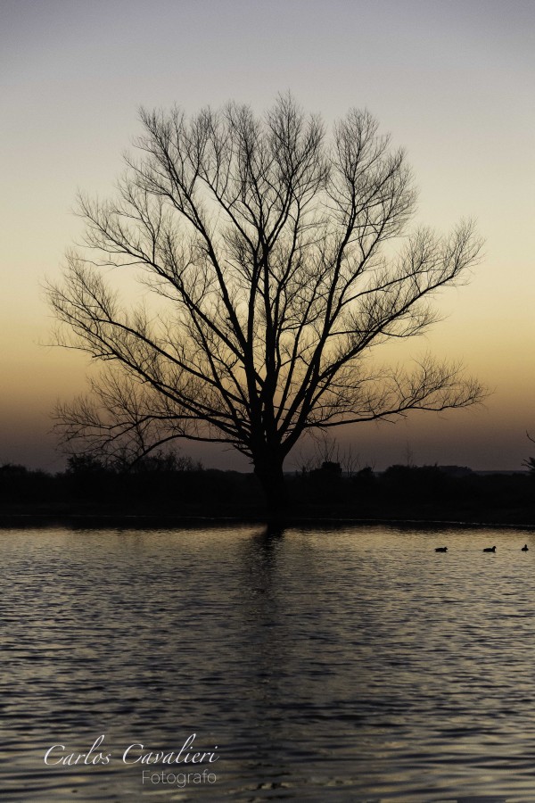 "Soledad del amanecer" de Carlos Cavalieri