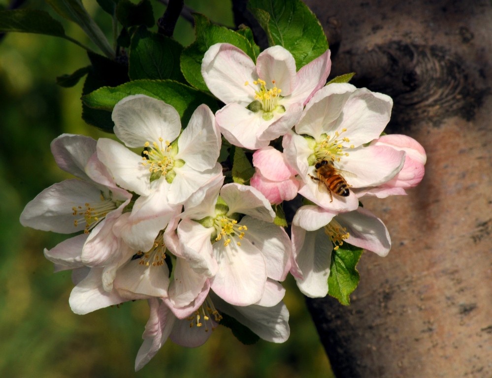 "En flor III." de Carlos E. Wydler