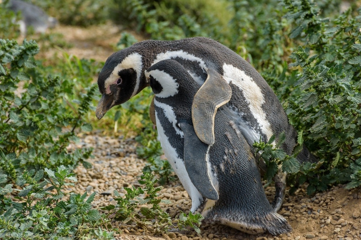 "Pinguinos en pleno cortejo" de Pistara Emanuel