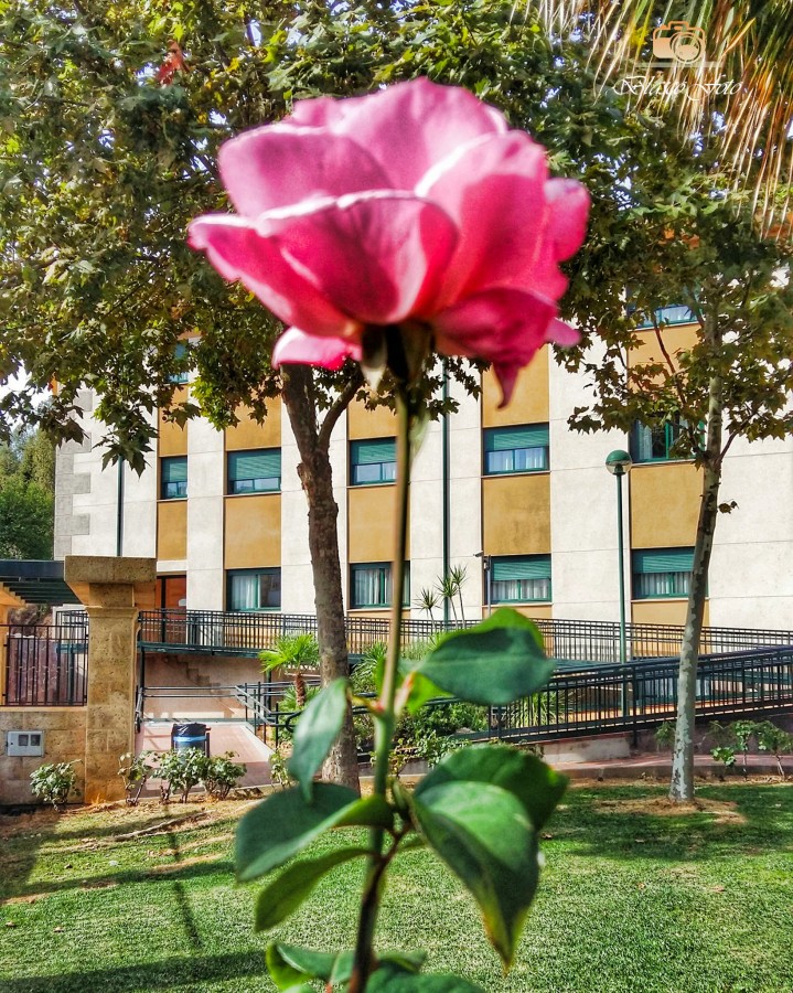 "La rosa" de Luis Blasco Martin