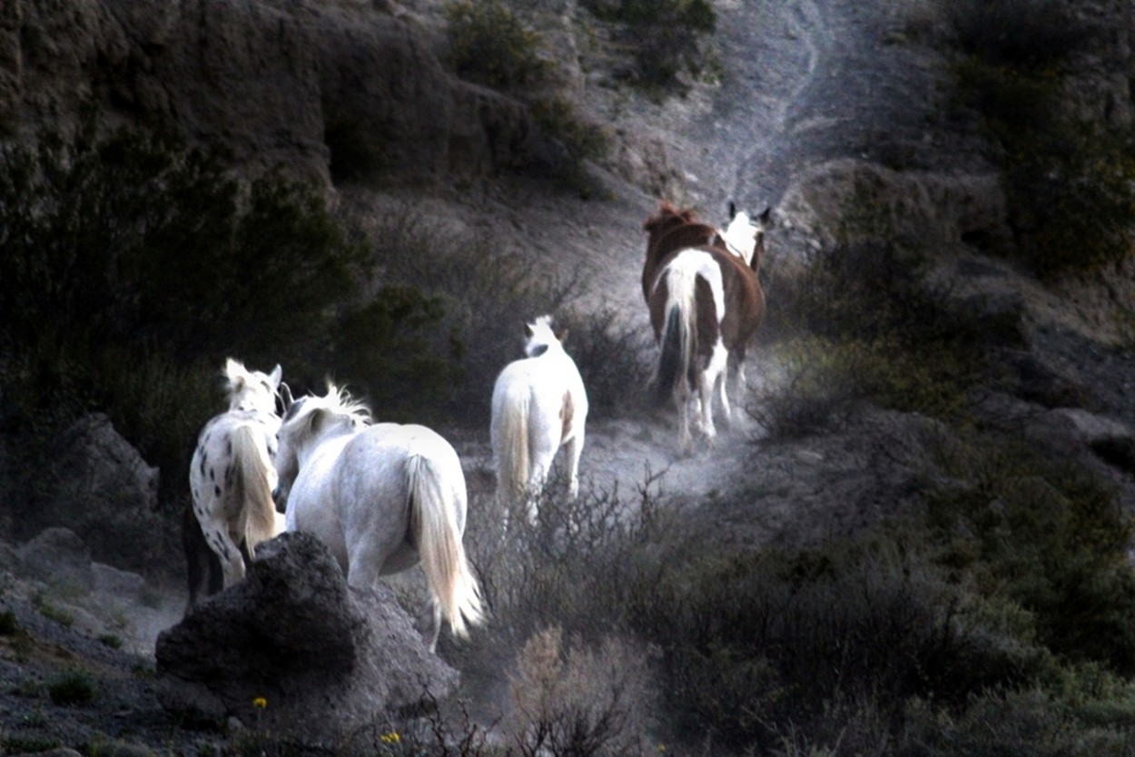 "Animales Sueltos, en la Ruta" de Marta Dominici