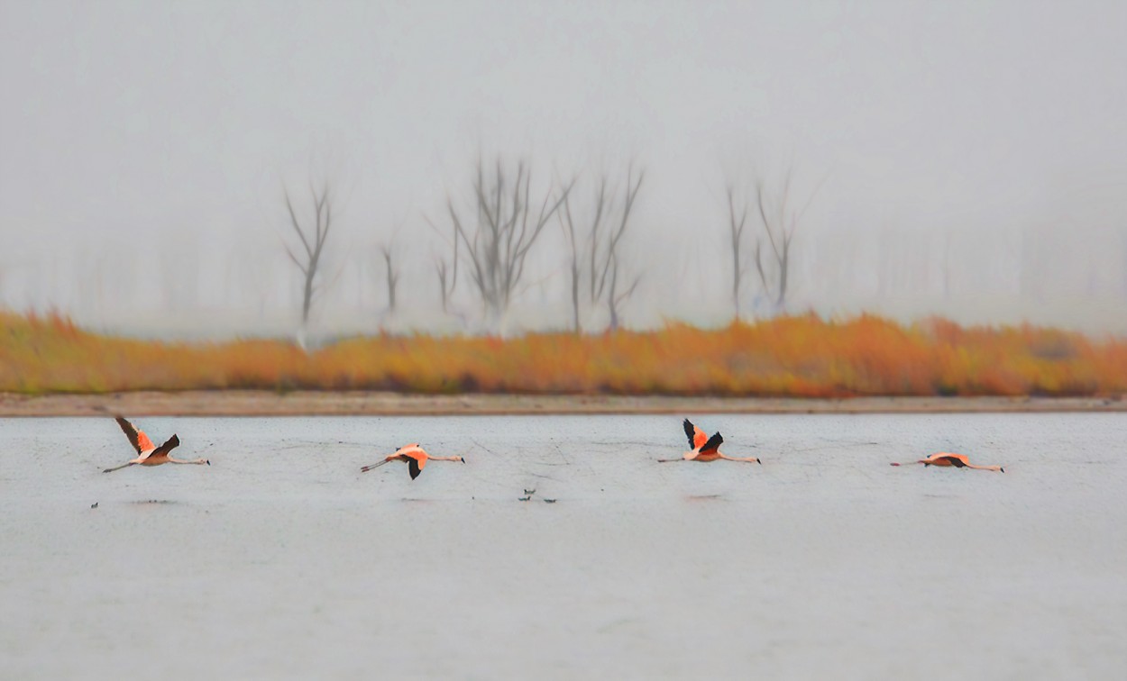 "Flamencos en la bruma" de Nstor Carreres Castro