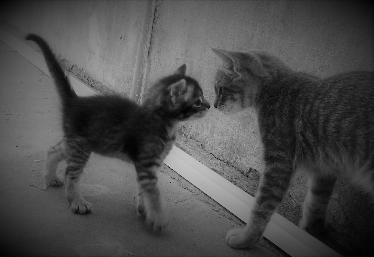 "Cat kiss" de Carina Gironde