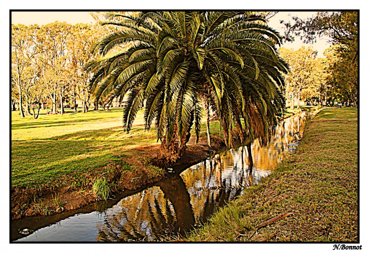 "La palmera..el canal y sus reflejos..!!!" de Nora Noemi Bonnot